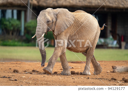 African bush elephant walking past lodge buildings African bush elephant walking past lodge buildings 94129177
