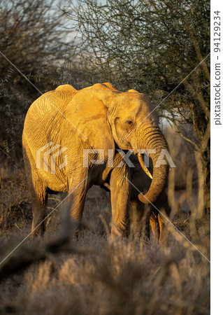African bush elephant stands in golden light African bush elephant stands in golden light 94129234