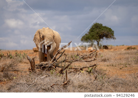 African bush elephant stands breaking up tree African bush elephant stands breaking up tree 94129246