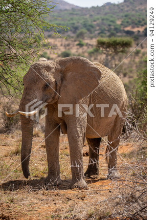 African bush elephant stands between two trees 94129249