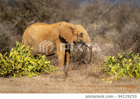 African bush elephant stands between two bushes 94129250