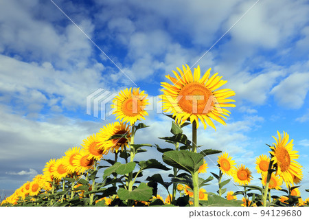 Sunflower 447 Sunflower 447 94129680