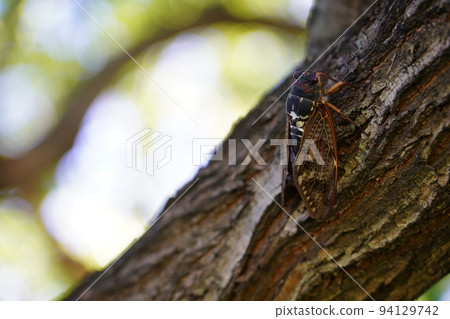 棕蟬～夏日傳統～ 94129742