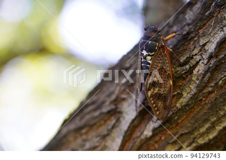 棕蟬~夏日傳統~ 棕蟬~夏日傳統~ 94129743