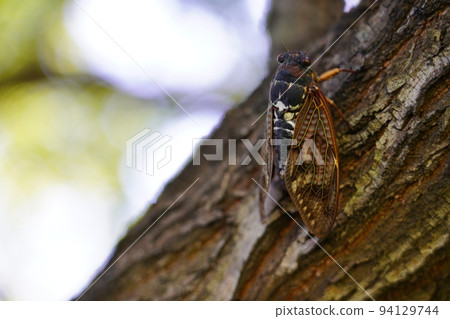 棕蟬~夏日傳統~ 棕蟬~夏日傳統~ 94129744