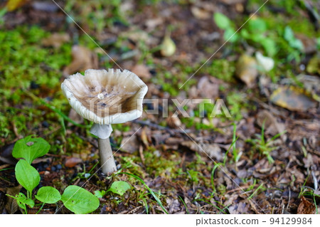 Old fungus of amanita (Tengu mushroom) 94129984