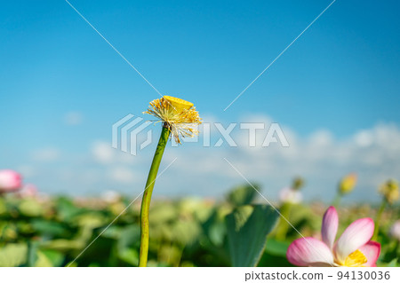 A pink lotus flower sways in the wind. Against the background of their green leaves. Lotus field on the lake in natural environment. A pink lotus flower sways in the wind. Against the background of their green leaves. Lotus field on the lake in natural environment. 94130036