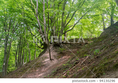 Fox Ravine (Lisi Jar) in Jastrzebia Gora, Poland. 94130296