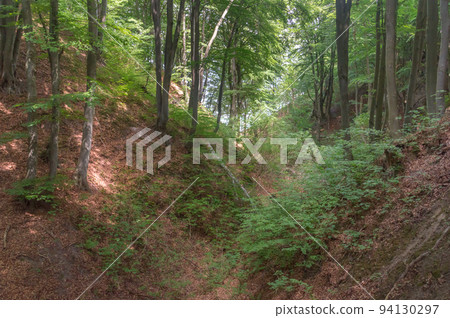 Fox Ravine (Lisi Jar) at summer time in Jastrzebia Gora, Poland. Fox Ravine (Lisi Jar) at summer time in Jastrzebia Gora, Poland. 94130297