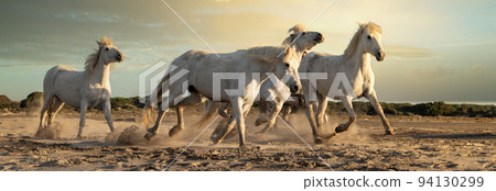 White horses in Camargue, France. 94130299