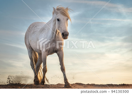 White horses in Camargue 94130300