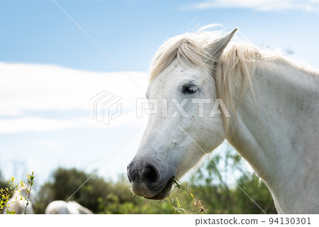 White horses in Camargue White horses in Camargue 94130301