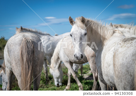White horses in Camargue 94130308