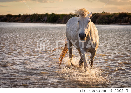 White horse in Camargue, France. White horse in Camargue, France. 94130345