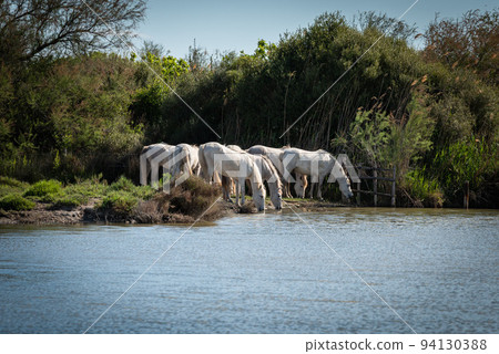 White horses in Camargue, France. 94130388