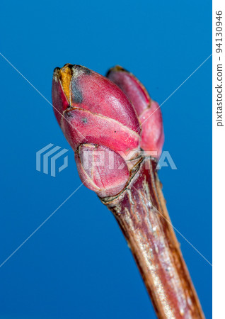 Macro photo of buds of Acer platanoides Deborah. Macro photo of buds of Acer platanoides Deborah. 94130946