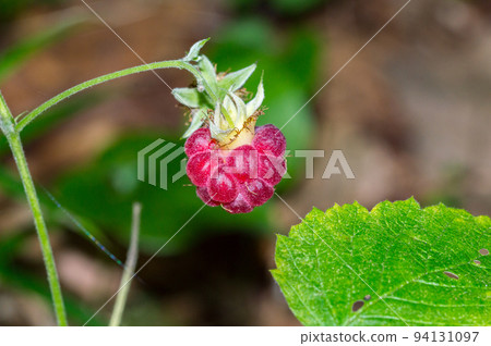 Red wild raspberry fruit on the plant. Red wild raspberry fruit on the plant. 94131097