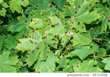 Rhytisma acerinum fungus on Acer platanoides leaf. 94131098