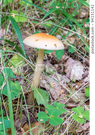 Amanita fulva, commonly called the tawny grisette or the orange-brown ringless amanita. Amanita fulva, commonly called the tawny grisette or the orange-brown ringless amanita. 94131142