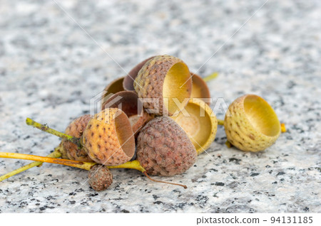 Few acorn cup. Woody acorns cups for hold the acorns nuts. Few acorn cup. Woody acorns cups for hold the acorns nuts. 94131185