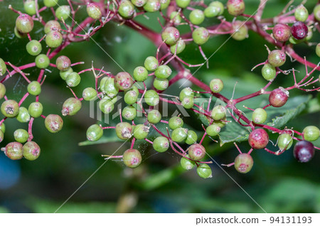 Green fruits of sambucus. Sambucus is a genus of flowering plants in the family Adoxaceae. The various species are commonly called elder or elderberry. Green fruits of sambucus. Sambucus is a genus of flowering plants in the family Adoxaceae. The various species are commonly called elder or elderberry. 94131193