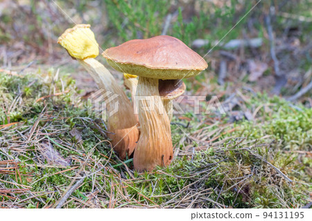 Group of boletes fungus Aureoboletus projectellus. Group of boletes fungus Aureoboletus projectellus. 94131195