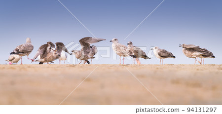 Seagulls on the seashore. Birds in the wild. Seagulls standing on the beach.  94131297