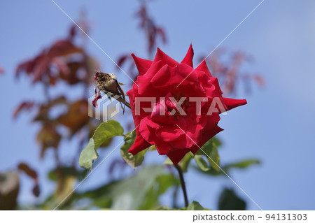Arao City Ominous Citizen Flower Bed Rose Flower, Arao City Ominous Citizen Flower Bed Rose Flower, 94131303