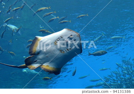 進站黃貂魚 進站黃貂魚 94131386