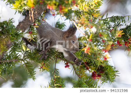 Ezoris eating onco fruit Ezoris eating onco fruit 94131596