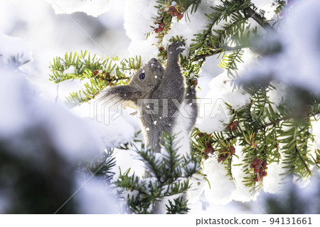 Ezoris eating onco fruit 94131661