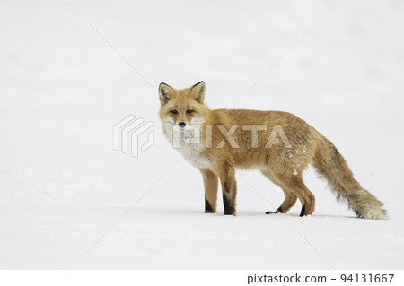 依偎在雪地裡的蝦夷赤狐 94131667