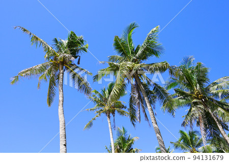 Palm trees on puka shell beach, boracay island, philippines Palm trees on puka shell beach, boracay island, philippines 94131679