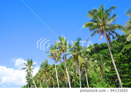 菲律賓長灘島普卡貝殼海灘上的棕櫚樹 94131685