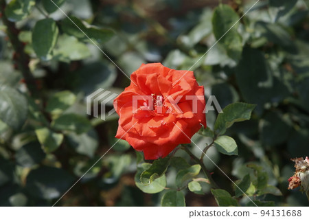 荒尾市少女公民花壇玫瑰花， 94131688