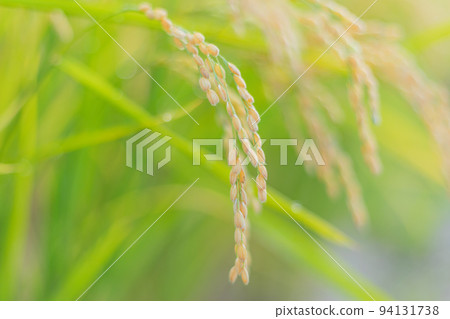 [Biei Town, Hokkaido] Golden Rice 94131738