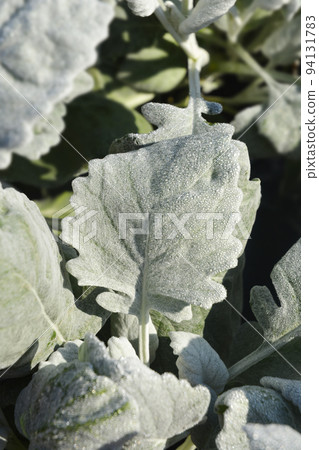 Shining-white ragwort 94131783
