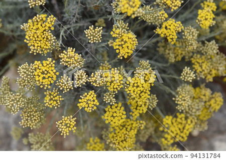 Italian everlasting flowers 94131784