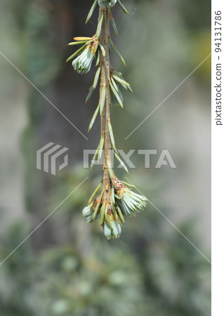 Weeping Blue atlas cedar 94131786