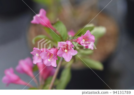 Weigela Minuet 94131789