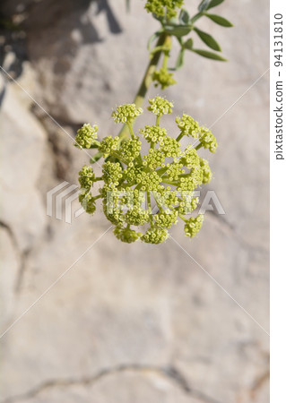 Sea fennel Sea fennel 94131810