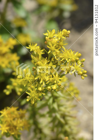 Rock stonecrop Angelina Rock stonecrop Angelina 94131812