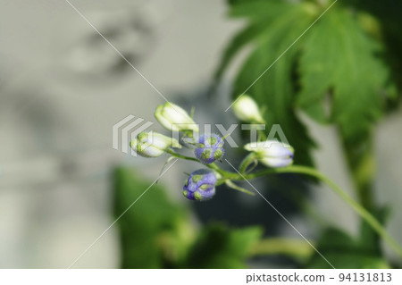 Delphinium Magic Fountain Blue 94131813