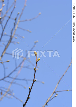 Broad-leaved lime 94131820