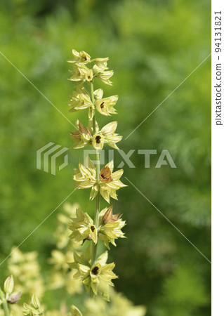 Common sage 94131821