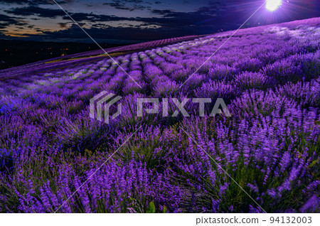 夕陽下的薰衣草園,富良野北海道 夕陽下的薰衣草園,富良野北海道 94132003