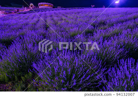 Lavender garden in the setting sun, Furano Hokkaido Lavender garden in the setting sun, Furano Hokkaido 94132007