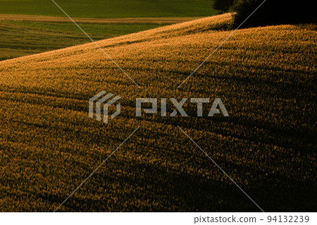[Biei-cho, Hokkaido] Wheat field 94132239