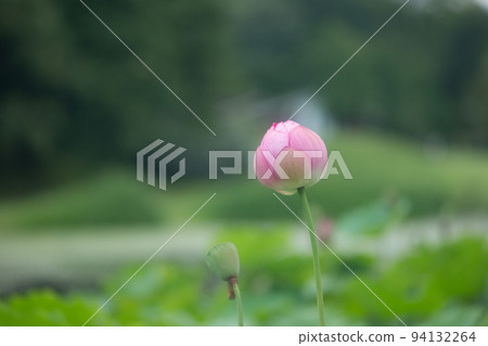 蓮花花蕾 蓮花花蕾 94132264