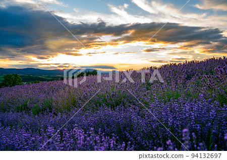 夕陽下的薰衣草園，富良野北海道 94132697
